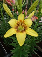 [5038 Yellow Pixels No01.JPG]